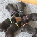 Colliers de reconnaissance pour chiots 12 pcs 4