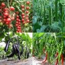 Concime per la crescita delle piante 2