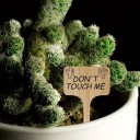 Conjunto de 20 etiquetas de bambu para plantas 10 cm formato T Etiquetas ecológicas e impermeáveis para flores e mudas 6