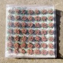 Conjunto de 49 unidades de tufos de flores 6–8 mm Grama modelada autocolante Tufos de flores coloridas para dioramas e mini paisagens 6