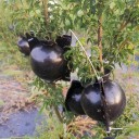 Conteneur de bouturage 5 pcs 9