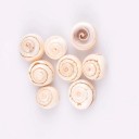 Coquille marine 10 pcs A2716 2
