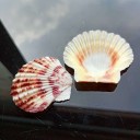 Coquille marine 10 pcs 5