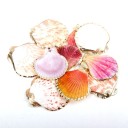 Coquilles décoratives dorées 5 pcs 3
