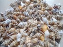 Coquilles marines 50 pcs 1