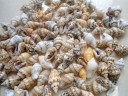 Coquilles marines 50 pcs 4