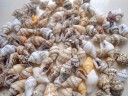 Coquilles marines 50 pcs 5