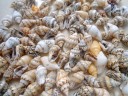Coquilles marines 50 pcs 6