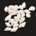 Coquilles marines naturelles 50 pcs 2