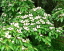 Cornus capitata, wiecznie zielona roślina drzewiasta. Łatwa w uprawie na zewnątrz. 15 nasion 2