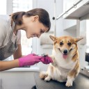 Cortaúñas de guillotina Cortaúñas de acero inoxidable para mascotas 2