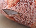 Coussin amusant avec motif de pâtisserie J3483 7
