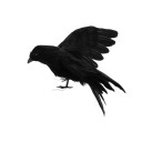 Crow Decoration 2
