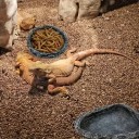 Cuenco de agua y comida para reptiles 5