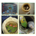 Cuib de păsări din paie împletit manual 12,5 x 12,5 cm Casă decorativă naturală pentru păsări Cuib pentru cuști și balcon 3