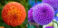 Dahlia Pompon magvak színkeverék 200 db Dahlia Mirella magok Könnyen termeszthető 2