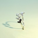 Dame ring D2014 5