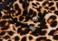 Dámské kraťasy s leopardím vzorom 5