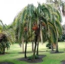 Dattelsamen Phoenix rupicola 5 Stück Elegante Palme mit bogenförmigen gefiederten Blättern und essbaren Früchten Für Topf und Gewächshaus 2