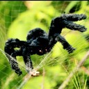 Decoración de Halloween araña gigante 75 cm 2