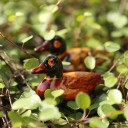 Decoratieve miniatuur eend 2 stuks 5