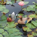 Décoration de jardin canard 4