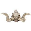 Decorative Goat Skull 4