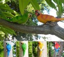 Decorative Parrot Statue 11