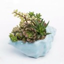 Decorative Shell-Shaped Planter 7