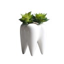 Decorative Tooth-Shaped Pot 2