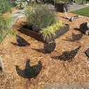 Decorazione da giardino a forma di gallina 3