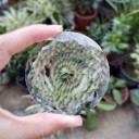 Decorazione in cristallo sospesa H964 2