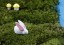 Dekoračný zajačik na záhradu J559 14