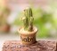 Dekoracyjna miniatura kaktusa 6