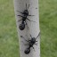 Dekoracyjna miniatura mrówek 2 szt 2