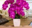 Dekoratív mesterséges orchideák 1