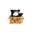 Dekoratív miniatűr macska egy dobozban 4