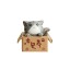 Dekoratív miniatűr macska egy dobozban 6