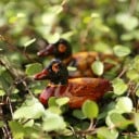 Dekorative Miniaturenteichente 2 Stück 5
