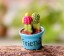 Dekoratívne miniatúra kaktusu 8