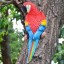 Dekoratívne socha papagáj 7