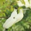 Dekoratívne svadobné holubice 2 ks 6