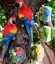 Dekorativní socha papoušek 4