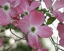 Dereń kwitnący Cornus florida odmiana Rubra Krzew liściasty Łatwy w uprawie na zewnątrz 10 nasion 1