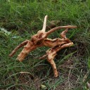 Διακοσμητική ενυδρειακή ρίζα 1