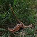 Διακοσμητική ενυδρειακή ρίζα 2