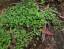 Dichondra repens semená Strieborný dážď semienka 1500 ks ľahké pestovanie 2