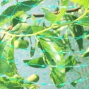 Δίχτυ κήπου κατά των πουλιών C964 3