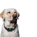 Digital hundetræningshalsbånd 800m vandtæt genopladelig med LCD-skærm lyd vibration stød fjernbetjening alle størrelser EU-stik 3