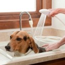 Douchette pour le lavage des chiens 3